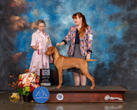 Vizsla #23 Sat BOS Major Judge Evalyn Gregory