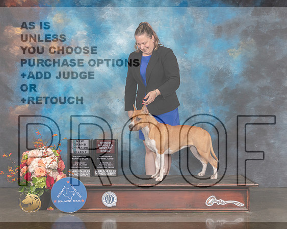 American Stafforshire Terrier #24 Sat SB Judge Rosalind Kramer-MMJ_0505-HOUSTON21-HR3