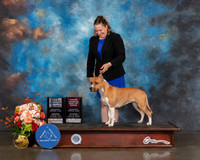American Stafforshire Terrier #24 Sat SB Judge Rosalind Kramer