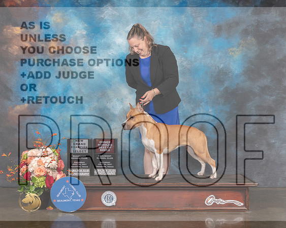 American Stafforshire Terrier #24 Sat SB Judge Rosalind Kramer-MMJ_0508-HOUSTON21-HR3