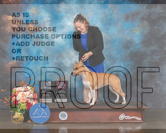 American Stafforshire Terrier #24 Sat SB Judge Rosalind Kramer-MMJ_0507-HOUSTON21-HR3