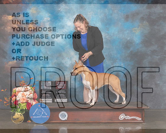 American Stafforshire Terrier #24 Sat SB Judge Rosalind Kramer-MMJ_0511-HOUSTON21-HR3