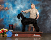 Giant Schnauzer #10 Sat BOS Judge Joseph Gregory