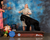Giant Schnauzer #5 Sat WD BOW NCH Judge Joseph Gregory
