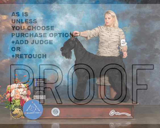 Giant Schnauzer #5 Sat WD BOW NCH Judge Joseph Gregory-MMJ_0522-HOUSTON21-HR3