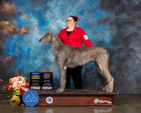 Irish Wolfhound #6 Sat BOB OH Judge Raymond Filburn