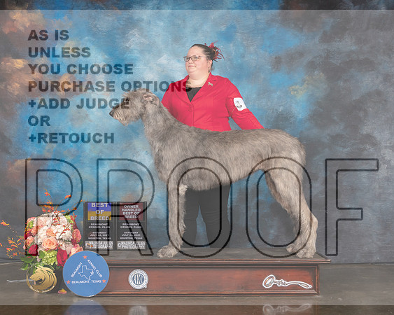 Irish Wolfhound #6 Sat BOB OH Judge Raymond Filburn-MMJ_0543-HOUSTON21-HR3