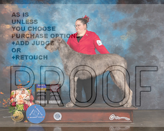 Irish Wolfhound #6 Sat BOB OH Judge Raymond Filburn-MMJ_0545-HOUSTON21-HR3