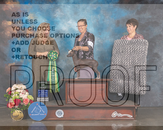 Xoloitzcuintli #11 Sat AOM Judge Teresa Campbell-MMJ_0569-HOUSTON21-HR3