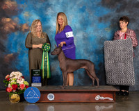 Xoloitzcuintli #14 Sat AOM Judge Teresa Campbell