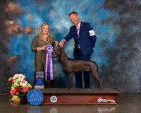 Xoloitzcuintli #45 Sat RWD Judge Teresa Campbell