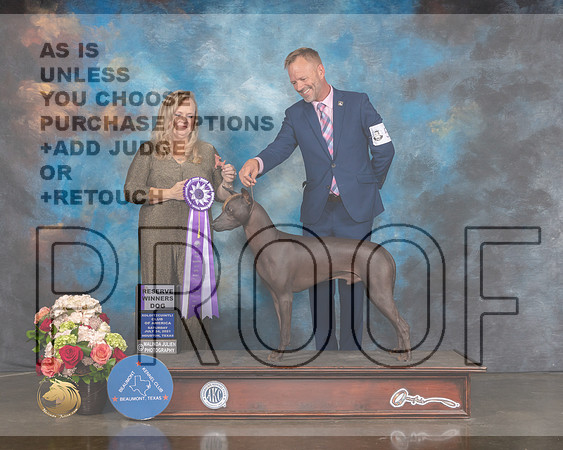 Xoloitzcuintli #45 Sat RWD Judge Teresa Campbell-MMJ_0582-HOUSTON21-HR3
