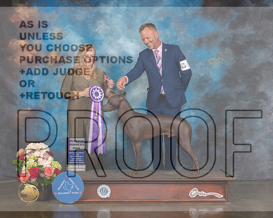 Xoloitzcuintli #45 Sat RWD Judge Teresa Campbell-MMJ_0584-HOUSTON21-HR3
