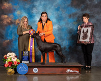 Xoloitzcuintli #54 Sat BOB Judge Teresa Campbell