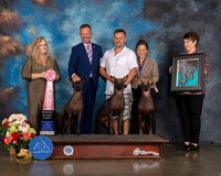 Xoloitzcuintli #50 Sat BBB Judge Teresa Campbell