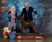 Afghan Hound #12 Sat NCH Major Judge Molly Martin