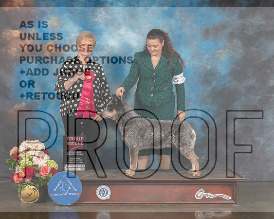 Australian Cattle Dog #15 Sat G2 Judge Sherry Webster-MMJ_0725-HOUSTON21-HR3