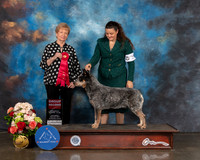 Australian Cattle Dog #15 Sat G2 Judge Sherry Webster