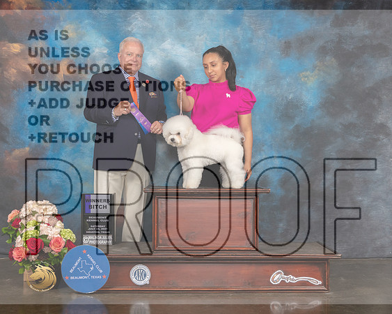 Bichon Frise #6 Sat WB Judge Dennis Mccoy-MMJ_0669-HOUSTON21-HR3