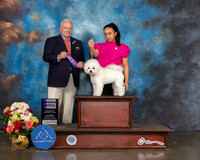 Bichon Frise #6 Sat WB Judge Dennis Mccoy