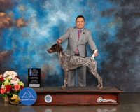 German Shorthaired Pointer #44 Sat WB BOW NCH Major Judge Britt Jung