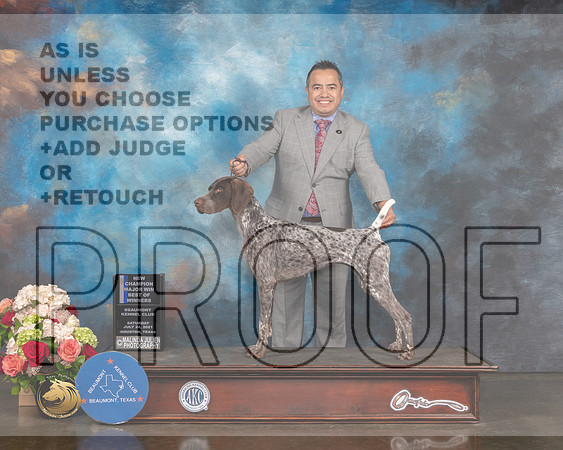 German Shorthaired Pointer #44 Sat WB BOW NCH Major Judge Britt Jung-MMJ_0760-HOUSTON21-HR3