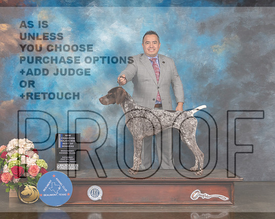 German Shorthaired Pointer #44 Sat WB BOW NCH Major Judge Britt Jung-MMJ_0769-HOUSTON21-HR3