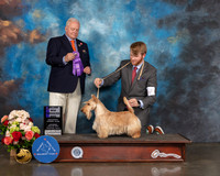 Scottish Terrier #7 Sat WD Major Judge Dennis Mccoy
