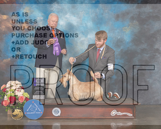Scottish Terrier #7 Sat WD Major Judge Dennis Mccoy-MMJ_0679-HOUSTON21-HR3