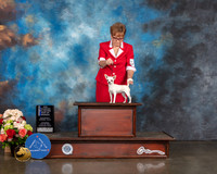 Smooth Coated Chihuahua #18 Sat WB BOW NCH Judge Sharon Newcomb