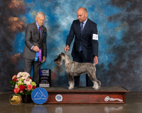 Standard Schnauzer #12 Sat WB Major Judge Joseph Gregory