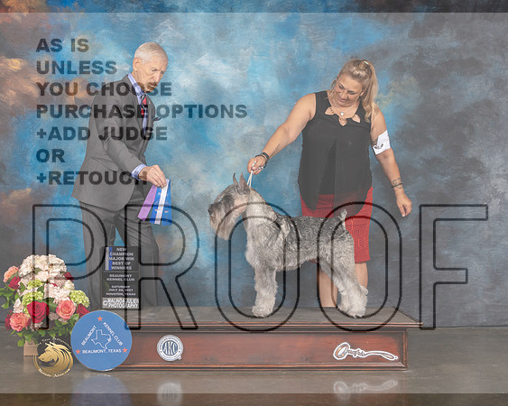 Standard Schnauzer #7 Sat BOW NCH Majore Judge Joseph Gregory-MMJ_0701-HOUSTON21-HR3