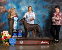 Xoloitzcuintli #23 Sat SD BV Judge Teresa Campbell