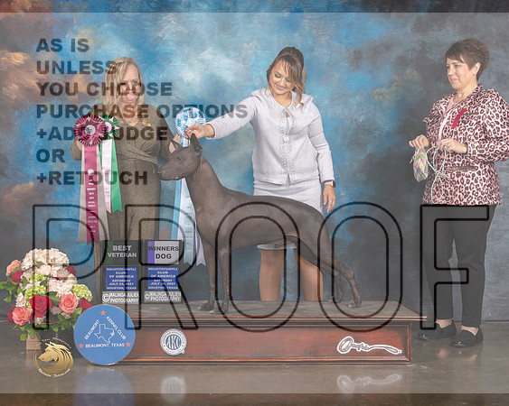 Xoloitzcuintli #23 Sat SD BV Judge Teresa Campbell-MMJ_0648-HOUSTON21-HR3