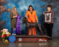 Xoloitzcuintli #56 Sat WB Judge Teresa Campbell