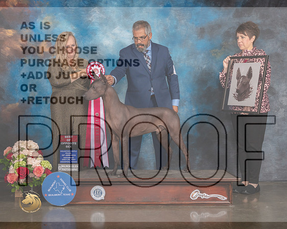 Xoloitzcuintli #9 Sat BOS Judge Teresa Campbell-MMJ_0609-HOUSTON21-HR3