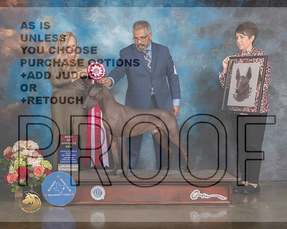 Xoloitzcuintli #9 Sat BOS Judge Teresa Campbell-MMJ_0614-HOUSTON21-HR3