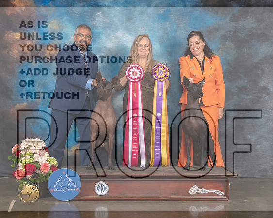 Xoloitzcuintli #9 Sat BOS Judge Teresa Campbell-MMJ_0618-HOUSTON21-HR3