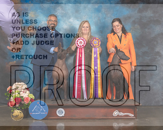 Xoloitzcuintli #9 Sat BOS Judge Teresa Campbell-MMJ_0621-HOUSTON21-HR3