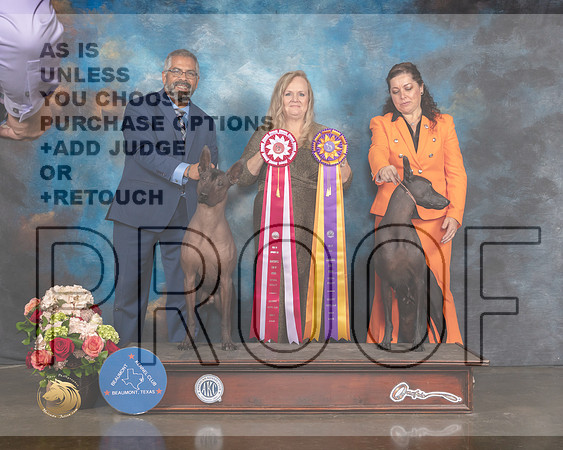 Xoloitzcuintli #9 Sat BOS Judge Teresa Campbell-MMJ_0622-HOUSTON21-HR3