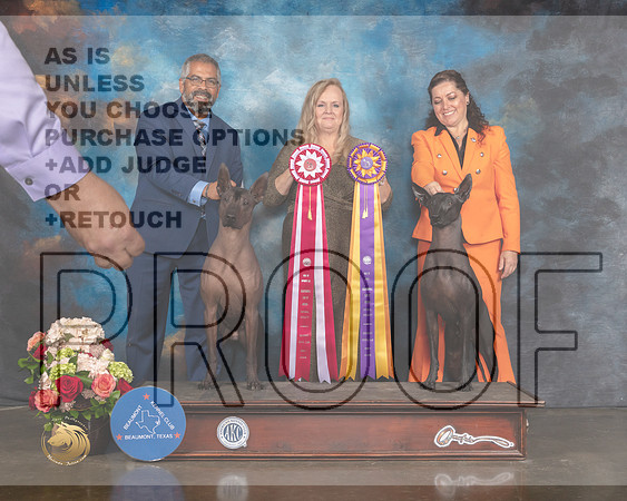 Xoloitzcuintli #9 Sat BOS Judge Teresa Campbell-MMJ_0626-HOUSTON21-HR3