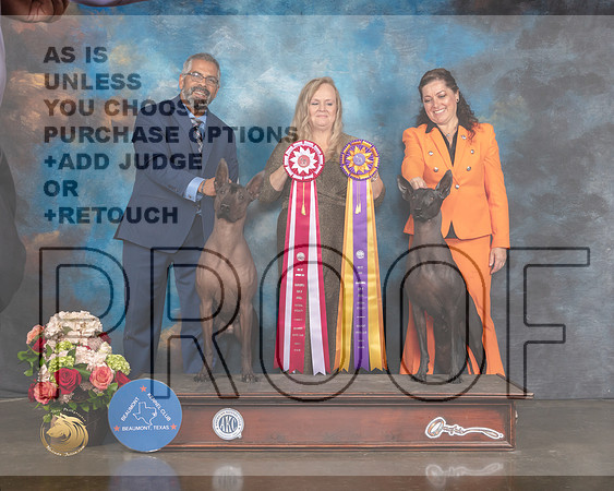 Xoloitzcuintli #9 Sat BOS Judge Teresa Campbell-MMJ_0628-HOUSTON21-HR3