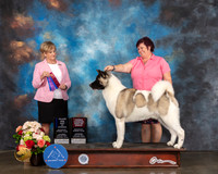 Akita #4 Sat WD BOW OHBOB Major Judge Peggy Beisel