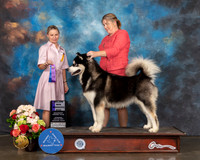 Alaskan Malamute #19 Sat WD Major Judge Evalyn Gregroy