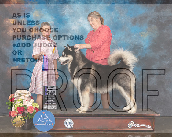 Alaskan Malamute #19 Sat WD Major Judge Evalyn Gregroy-MMJ_0803-HOUSTON21-HR3