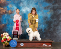 Bichon Frise #21 Sat G2 Judge Evalyn Gregory