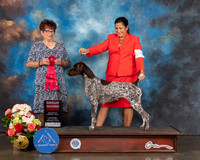 German Shorthaired Pointer #30 Sat G2 Judge Debbie Melgreen