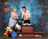 Havanese Sat