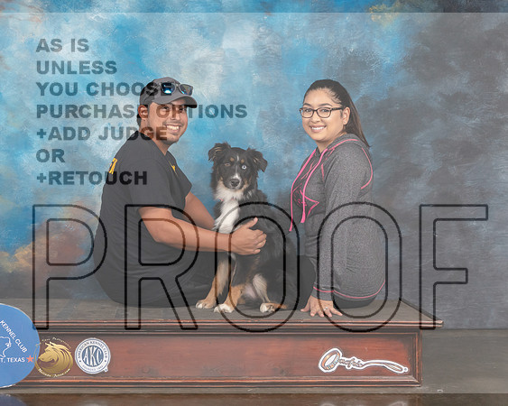Miniature American Shepherd Sat CUSTOM-MMJ_0903-HOUSTON21-HR3