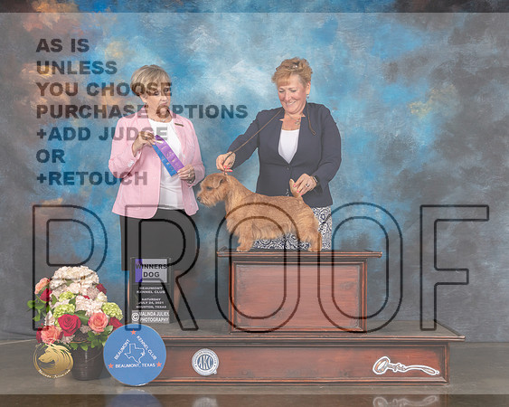 Norfolk Terrier #11 Sat WD Judge Peggy Beisel-MMJ_0859-HOUSTON21-HR3